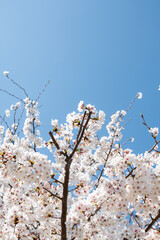 ソメイヨシノ 桜と青空