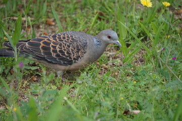 横向きの鳩