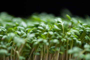 Frische Gartenkresse in Nahaufnahme 