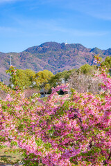 Obraz premium 河津桜のある風景