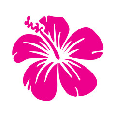 Hibiscus flower in Pink © Humaira