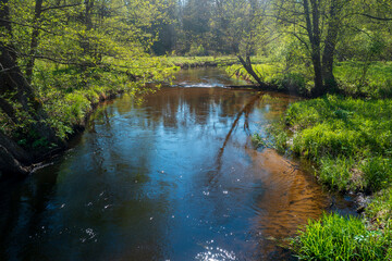 A small Usa river in Belarus on a sunny spring day