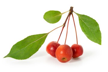Three berries of the Paradise apple with leaves on white background. Full depth of field. With...