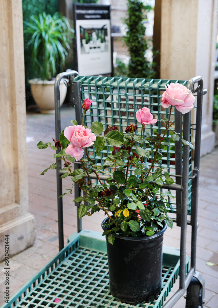 Wall mural potted nursery rose