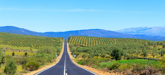 straight road through vineyard- Spain
