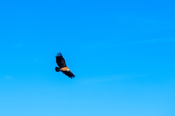 Bald eagle on blue sky