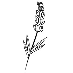 Lavender outline. Lavender flower and leaf outline