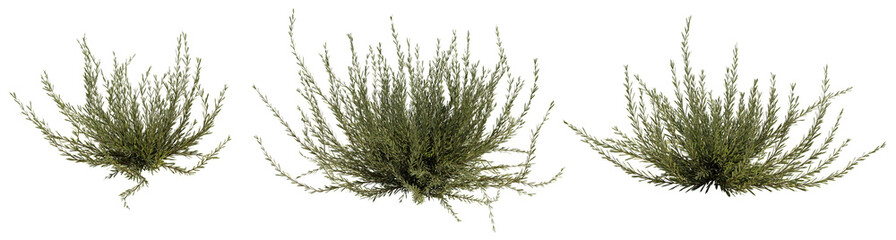 rosemary, set of herb plants isolated on transparent background  © dottedyeti