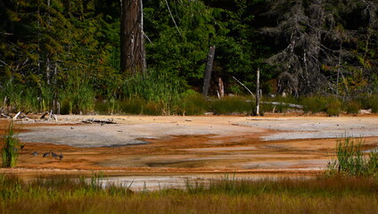 Fototapeta na wymiar Meadow in Mount Rainier National Park, Washington