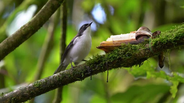 Dark-backed sibia on branch  , Bird watching in forest