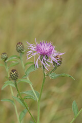 Vertical closeup on an unusual wide form of the purple flowering brownray knapweed wildflower, Centaurea jacea