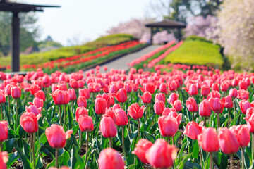 Obraz premium 公園のチューリップ