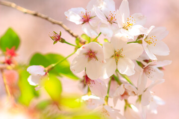 桜