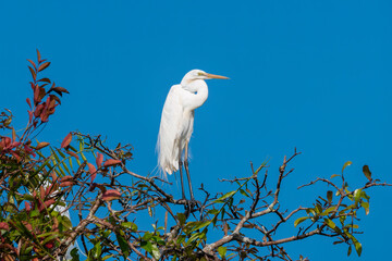 A great Egret, Ardea alba, on the colourful tree under colourful summer fresh blue sky, Thale Noi Lake, Phatthalung, Thailand.