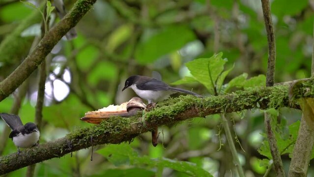 Dark-backed sibia on branch  , Bird watching in forest