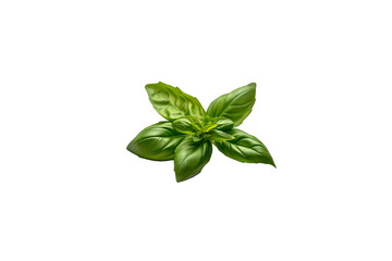 Fresh basil png transparent photo