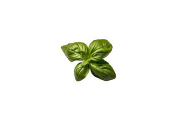 Fresh basil png transparent photo