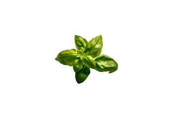 Fresh basil png transparent photo