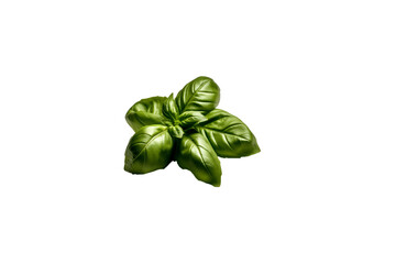 Fresh basil png transparent photo