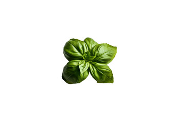 Fresh basil png transparent photo