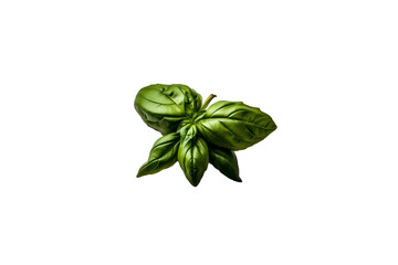 Fresh basil png transparent photo