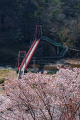 矢祭山　満開の桜とあゆのつり橋