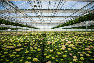 Greenhouse with flowers. The industry of growing plants in greenhouses. Hydrangea in pots