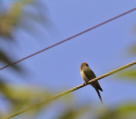 green bee eater sitting on electric wire looking back waiting under blue sky