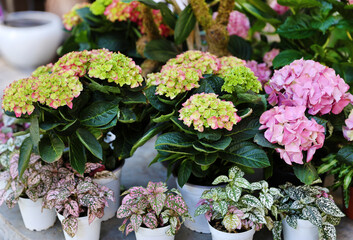 potted hydrangeas 