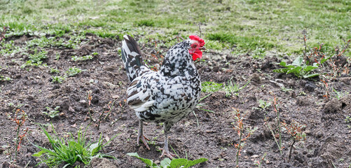 Ancona Hen