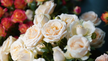 Colorful Roses Background