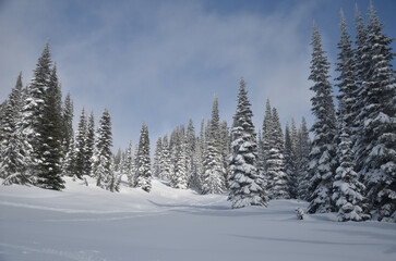 snow covered trees