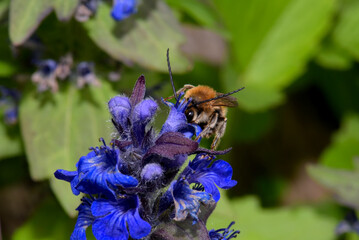 Honey bee collecting pollen on Ájuga genevénsis