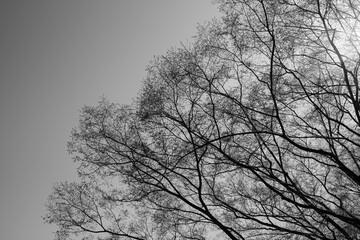 春を前に芽吹き始めた木々
Budding Trees as Spring Approaches