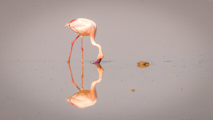 A lesser Flamingo (Phoenicopterus minor) foraging with reflection, Amboseli National Park, Kenya.