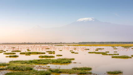 A flock of lesser Flamingo (Phoenicopterus minor) foraging with Kilimanjaro in the back, Amboseli National Park, Kenya.