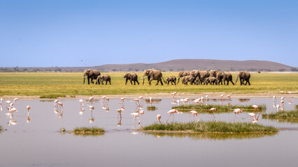 Fototapeta na wymiar A herd of elephants ( Loxodonta Africana) and a flock of lesser Flamingo (Phoenicopterus minor) foraging, Amboseli National Park, Kenya.