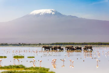 Fototapete Kilimandscharo Mount Kilimanjaro with a herd of elephants walking across the foreground. Amboseli national park, Kenya.