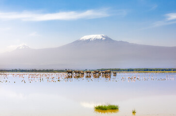 Mount Kilimanjaro with a herd of elephants walking across the foreground. Amboseli national park,...