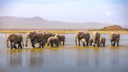 Fototapeta na wymiar A herd of elephant ( Loxodonta Africana) walking in the water, Amboseli National Park, Kenya.