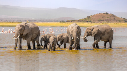 Fototapeta premium A herd of elephant ( Loxodonta Africana) walking in the water, Amboseli National Park, Kenya.