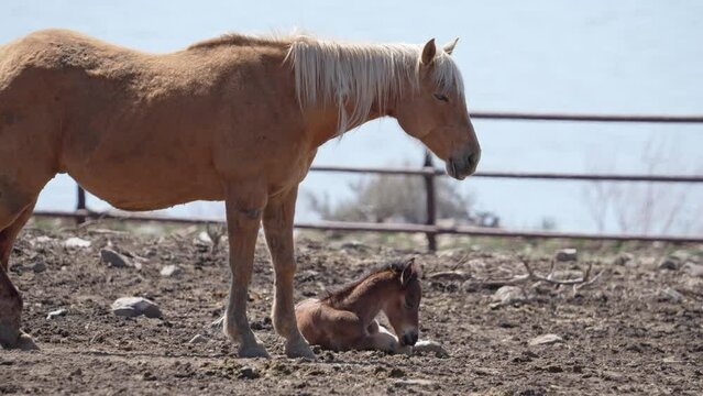 Mother standing over baby horse in a pasture during spring.