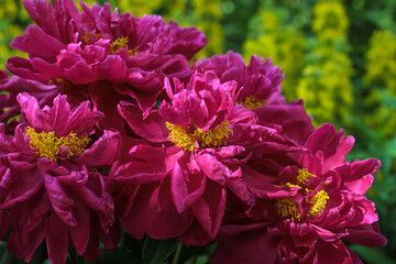 blooming peony flowers - a large bush in the shade of a summer garden on a sunny day against a background of yellow flowers