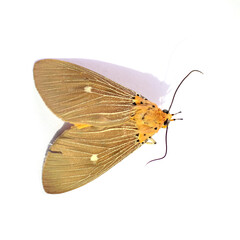 A Dead moth on White Background
