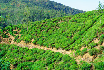 Fototapeta na wymiar Tea plantation on a hill in Nuwara Eliya