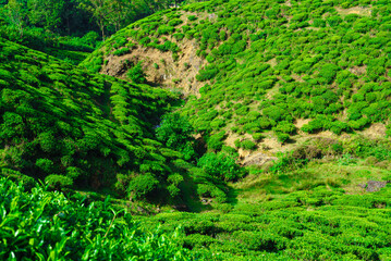 Tea bushes grow on the slopes of the hills in the gorge
