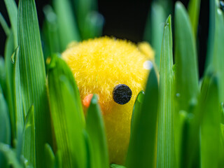 Młode pisklę kurczaka zabawkowe pośród gąszczy zielonej roślinności na czarnym tle