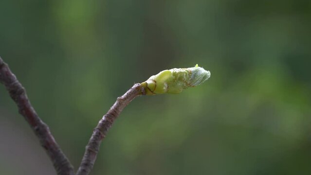 Wild Service Tree, beginning of leafing, spring (Sorbus torminalis) - (4K)