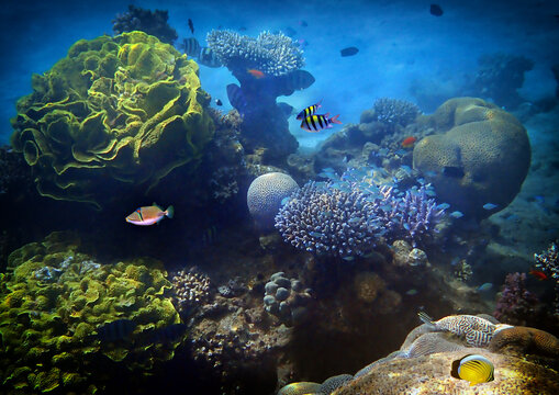 Image depicts biodiversity of coral reef at the Red Sea, Sinai, Middle East