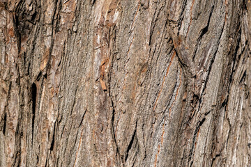 Tree bark brown color with detail background texture. Wooden stump, blank tree skin. Copy space